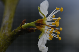 Dégât du gel du 10/03/2021 sur fleur de prunier